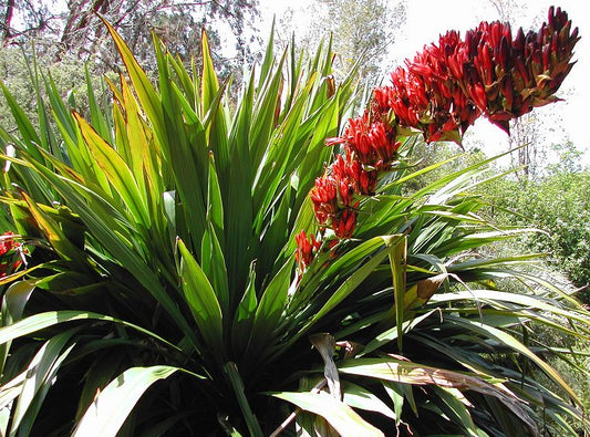 Doryanthes palmeri