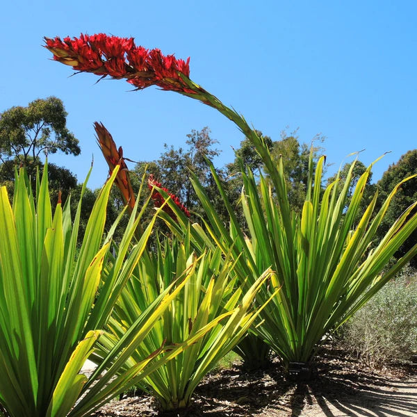 Doryanthes palmeri Image