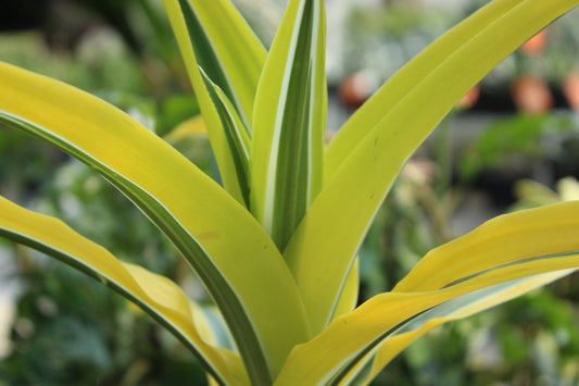 Dracaena Lemon Lime