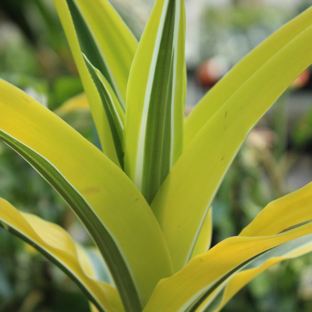 Dracaena Lemon Lime Image