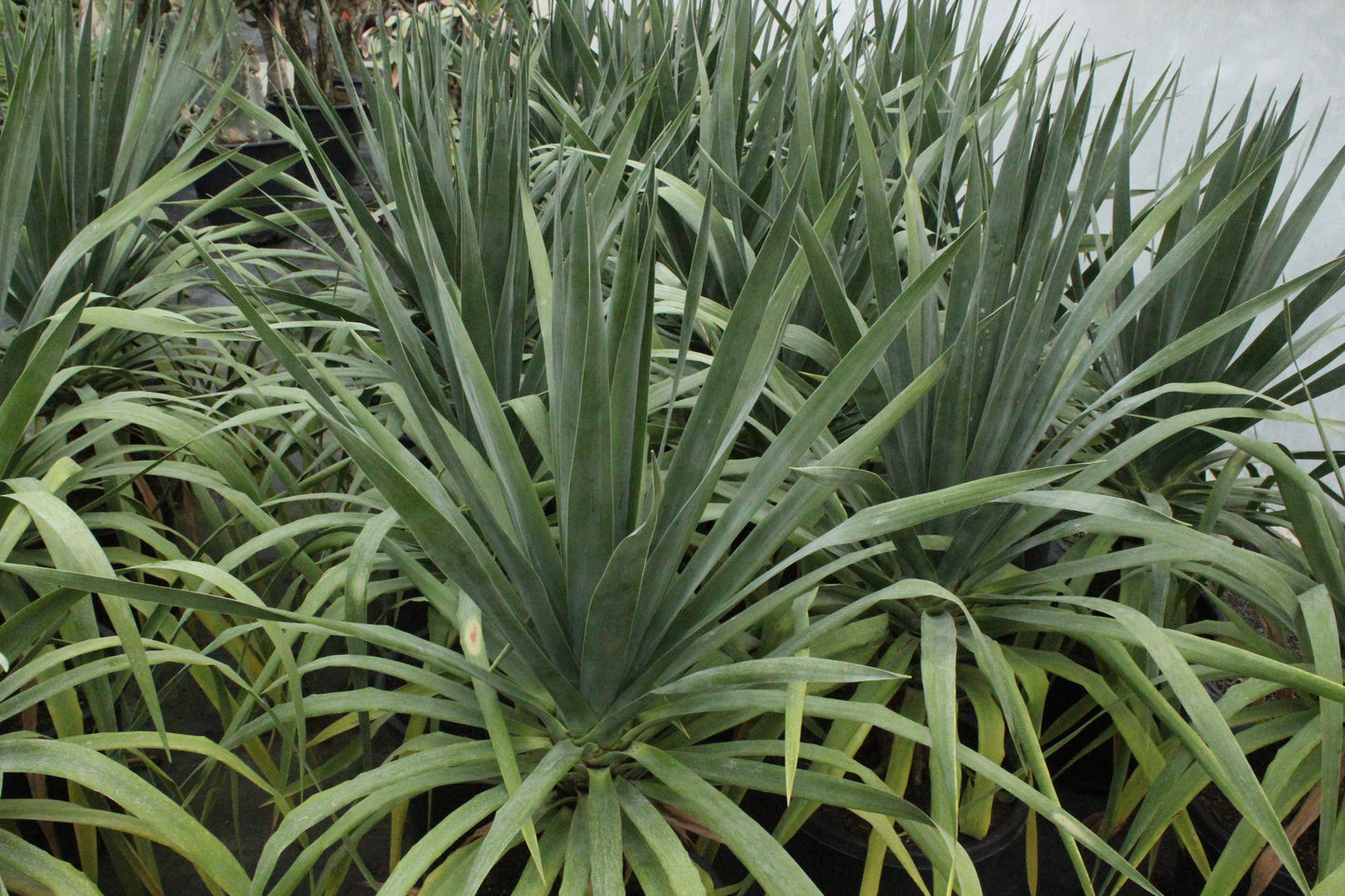 Dracaena draco