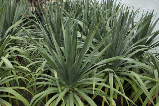 Dracaena draco