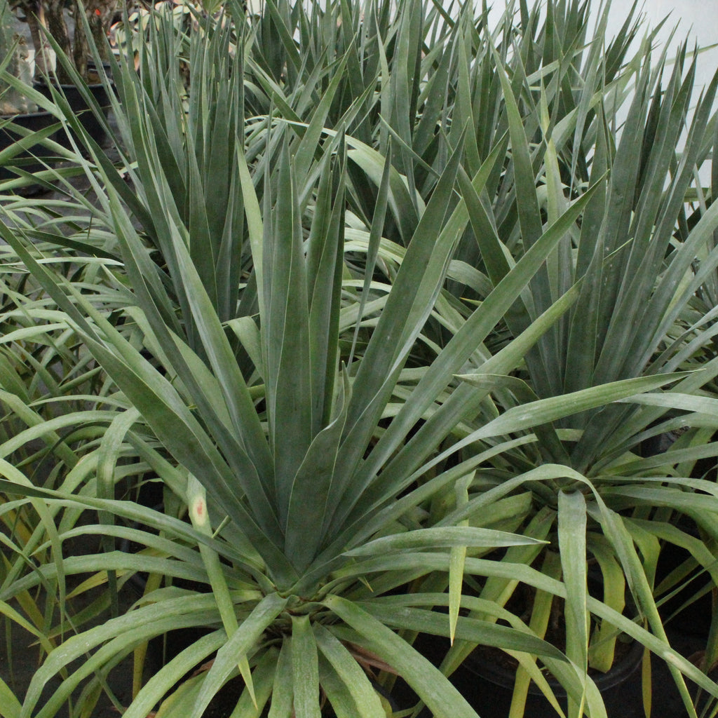 Dracaena draco Image