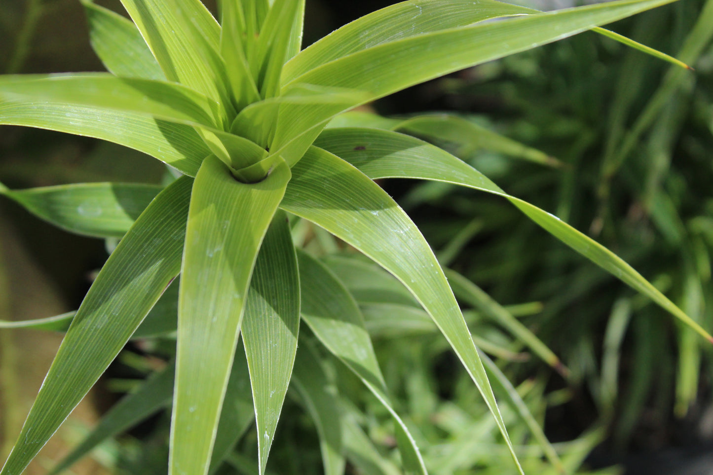 Dracophyllum arboreum