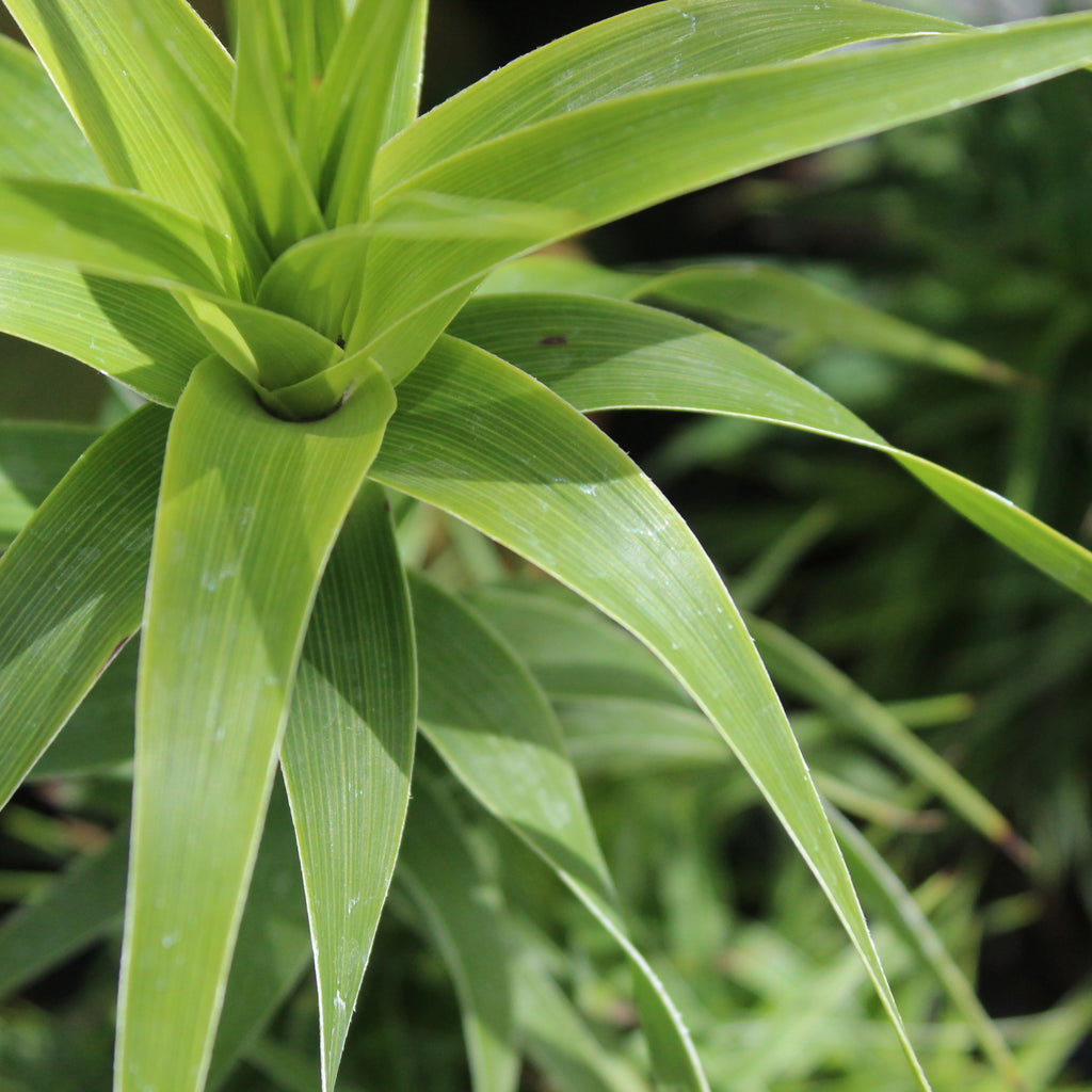 Dracophyllum arboreum Image