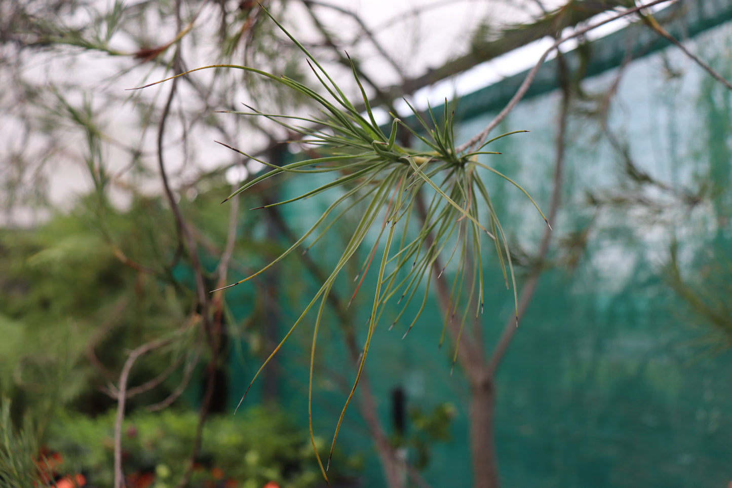 Dracophyllum arboreum 2