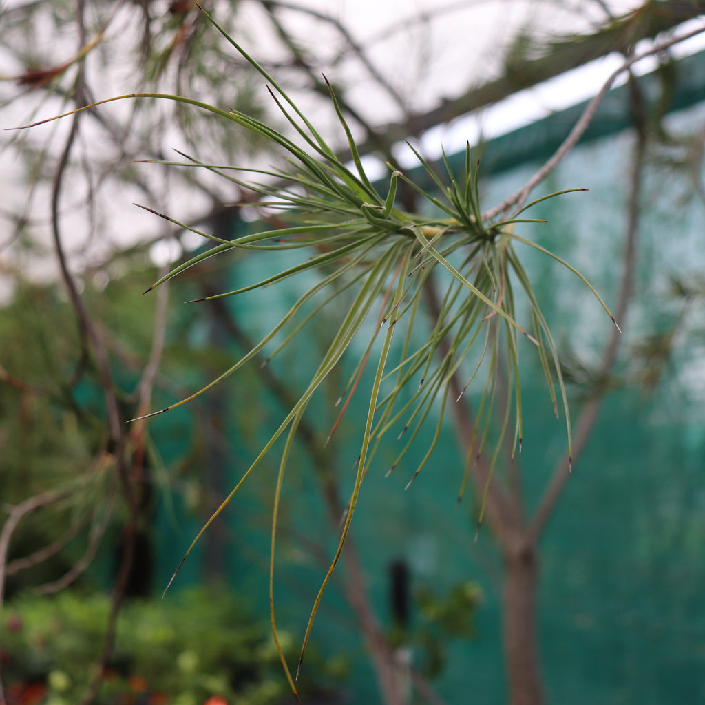 Dracophyllum arboreum Image