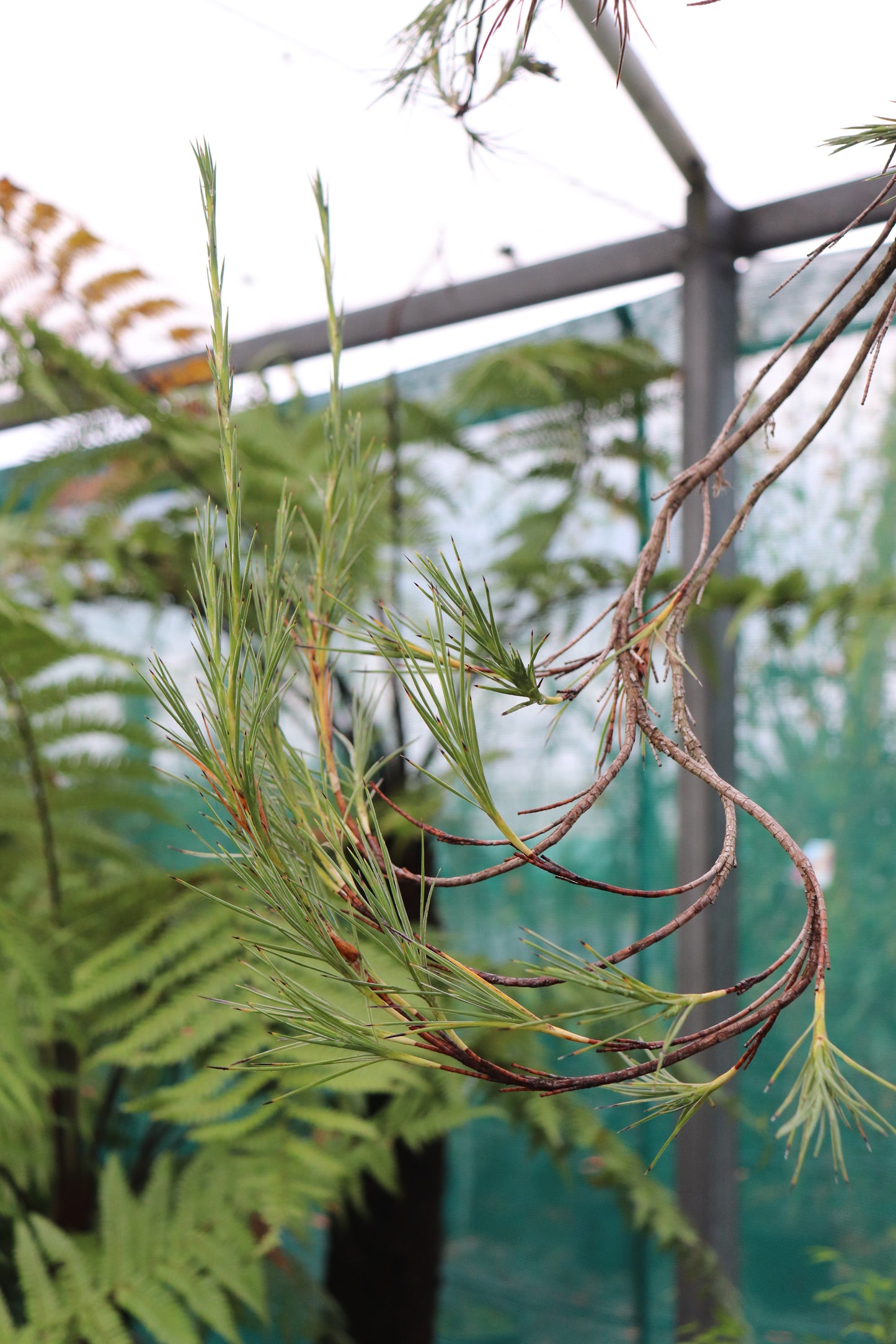 Dracophyllum arboreum 3