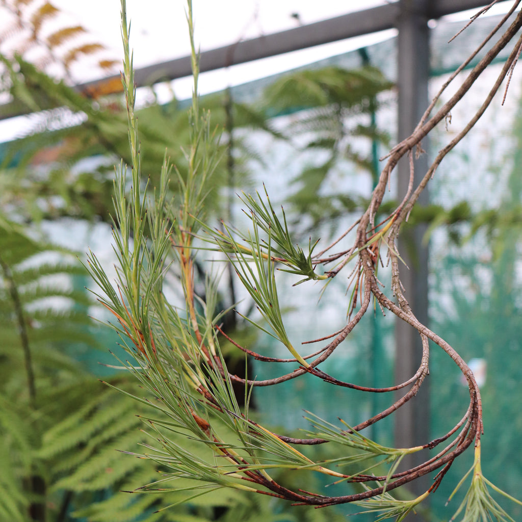 Dracophyllum arboreum Image