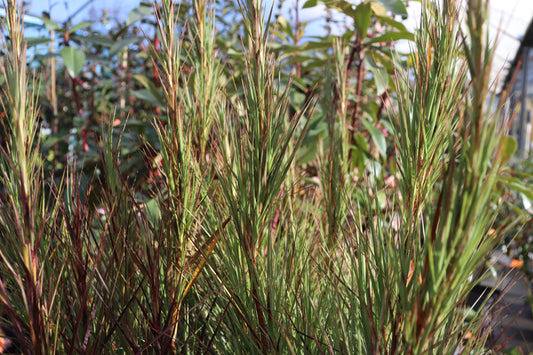 Dracophyllum longifolium