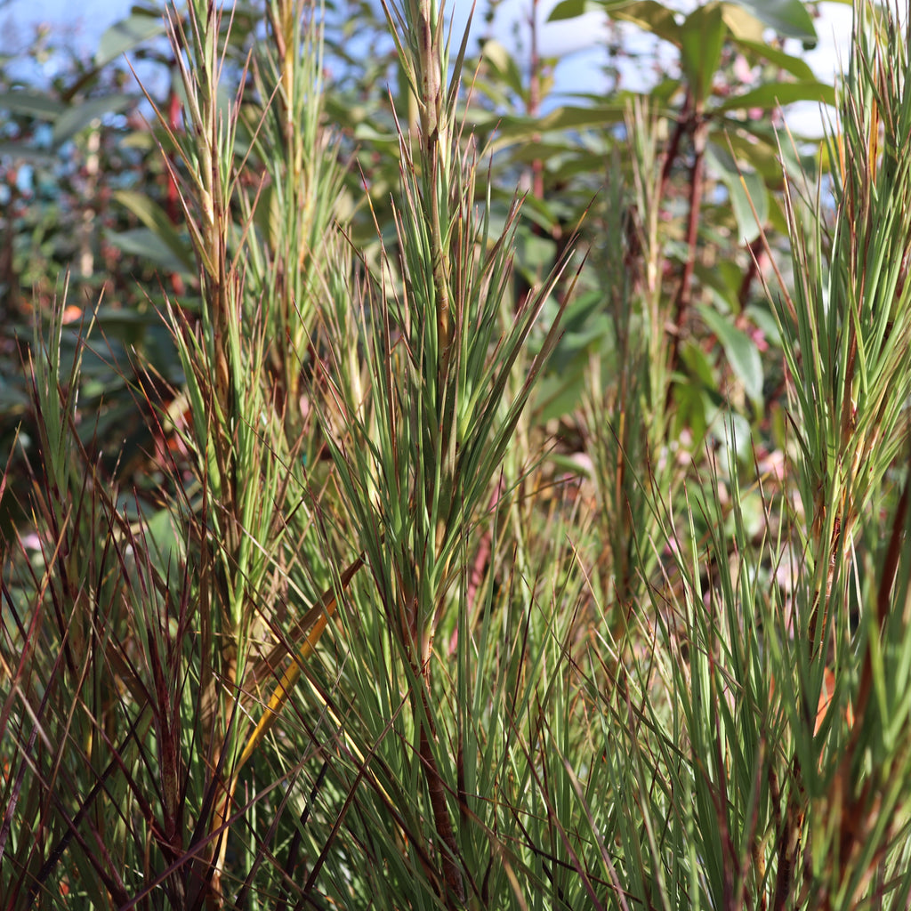 Dracophyllum longifolium Image