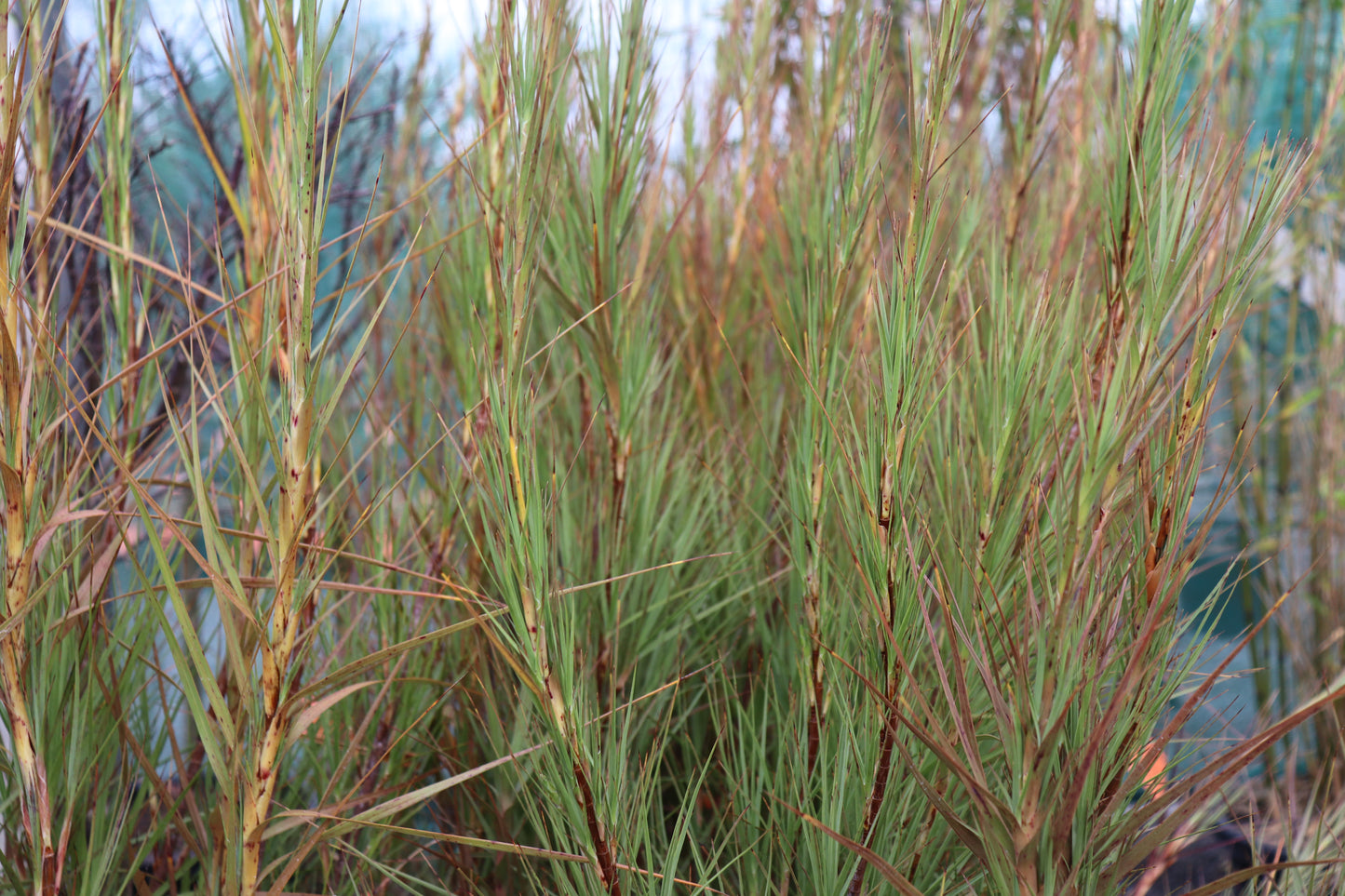 Dracophyllum longifolium 2