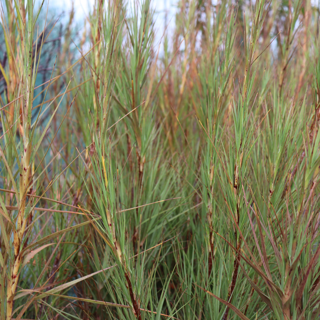 Dracophyllum longifolium Image
