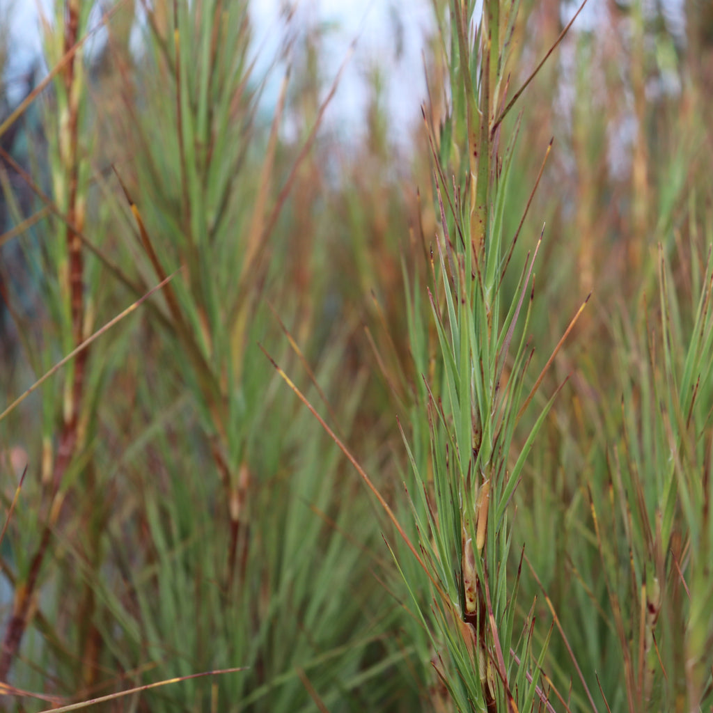 Dracophyllum longifolium Image