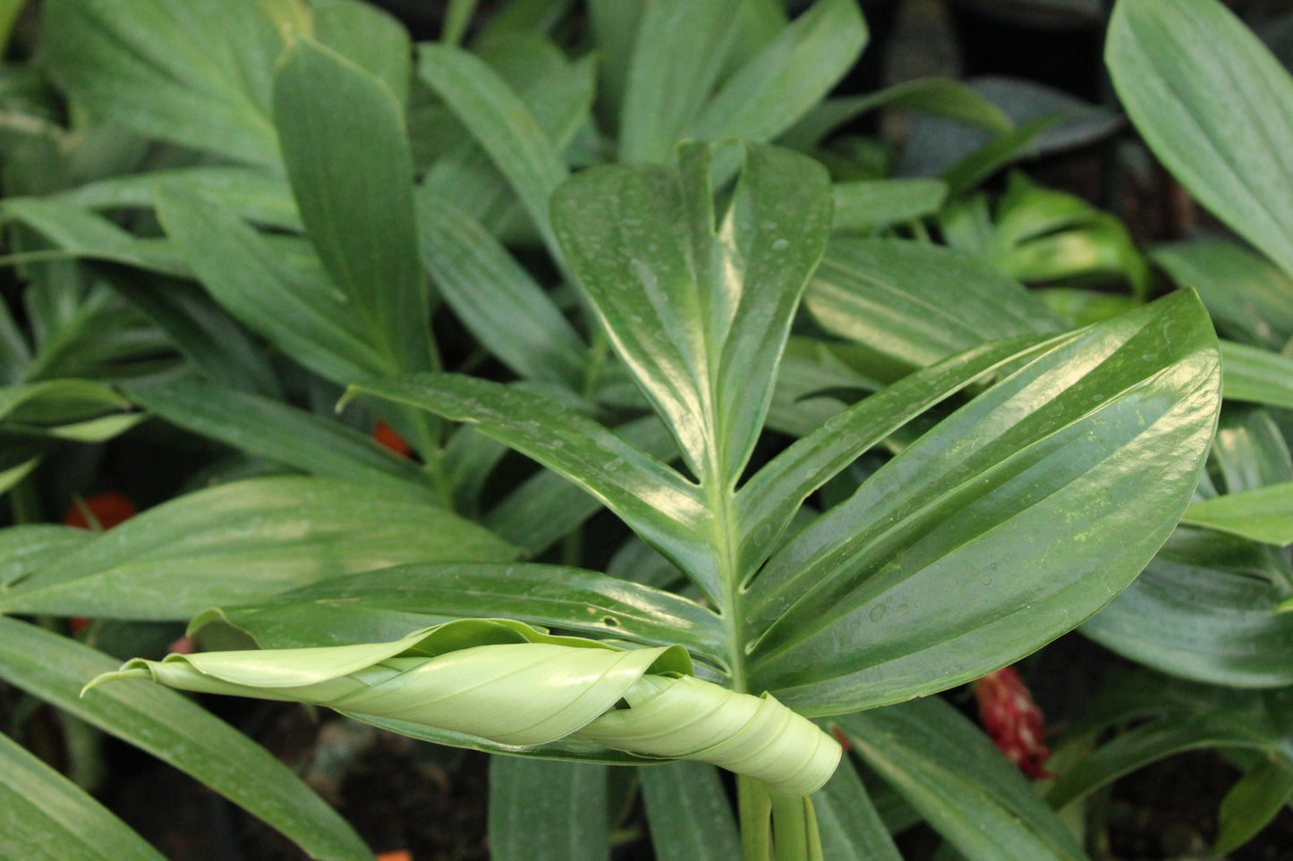Epipremnum pinnatum