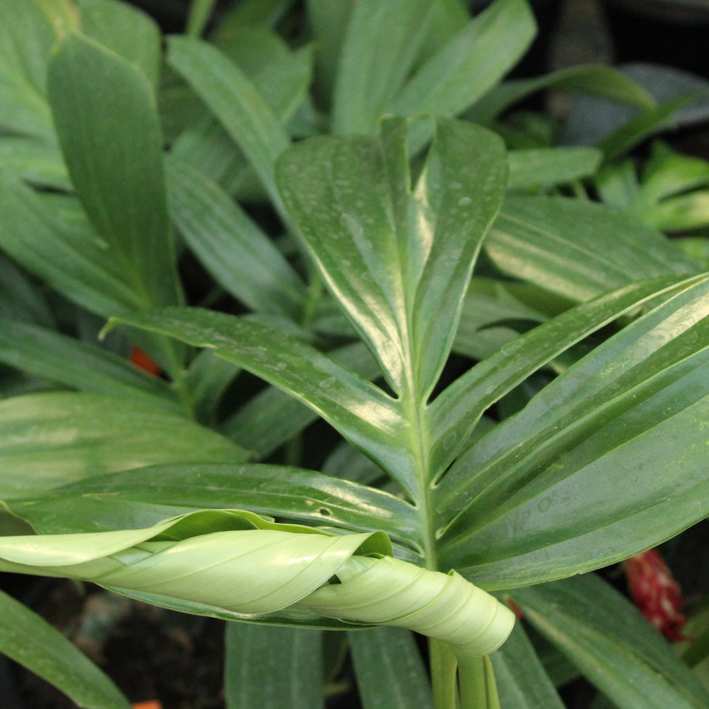 Epipremnum pinnatum Image