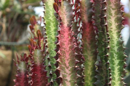 Euphorbia trigona Purpurea