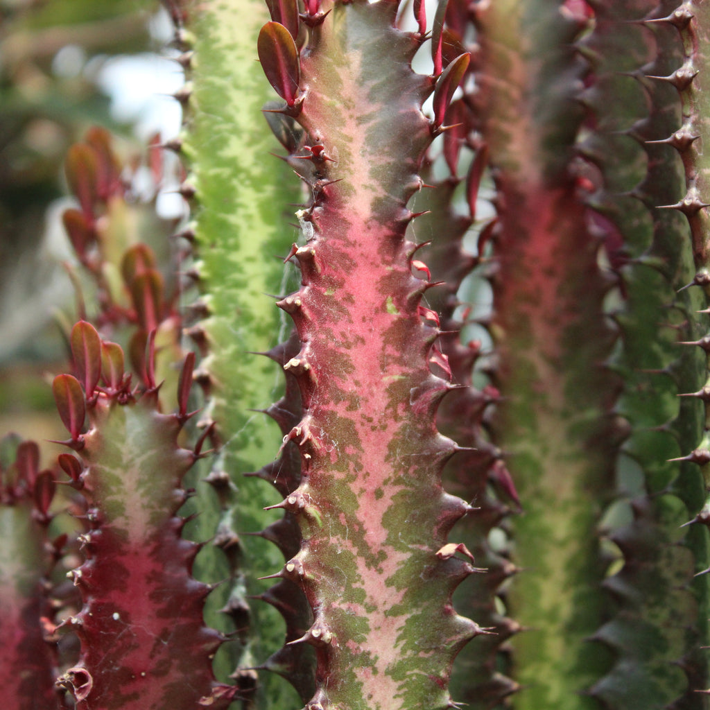 Euphorbia trigona Purpurea Image