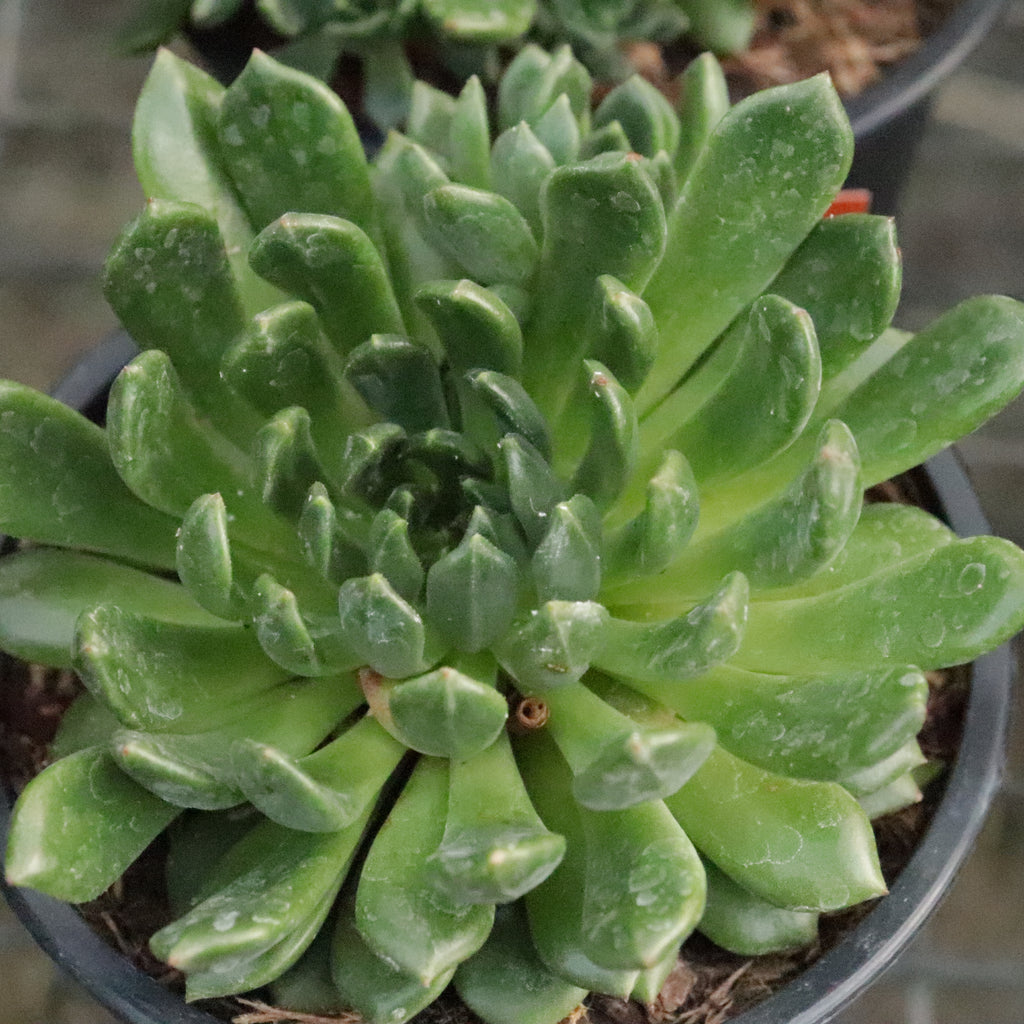 Echeveria Bella Image