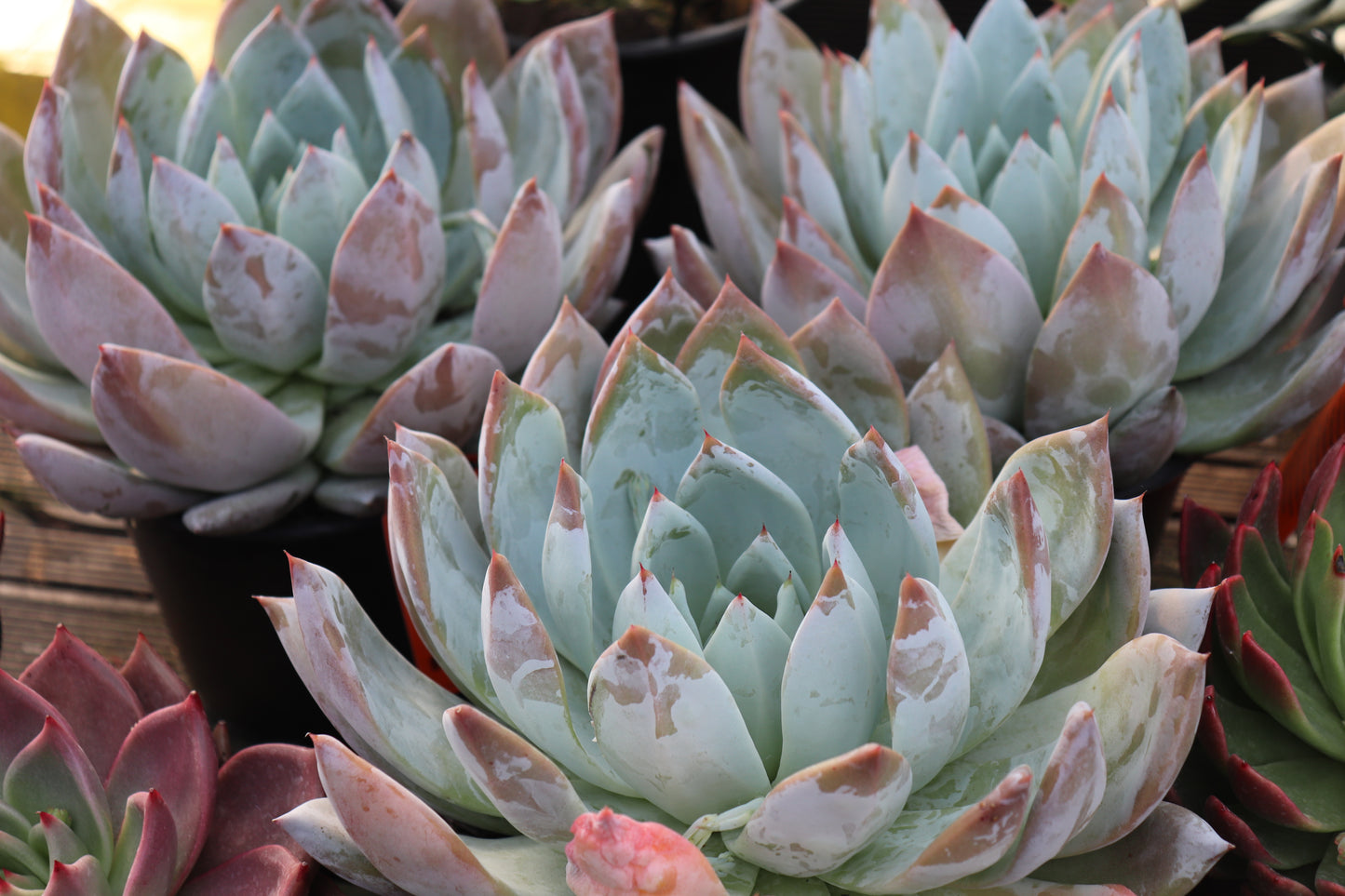 Echeveria Mexico City 2