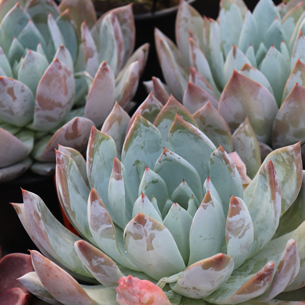 Echeveria Mexico City Image