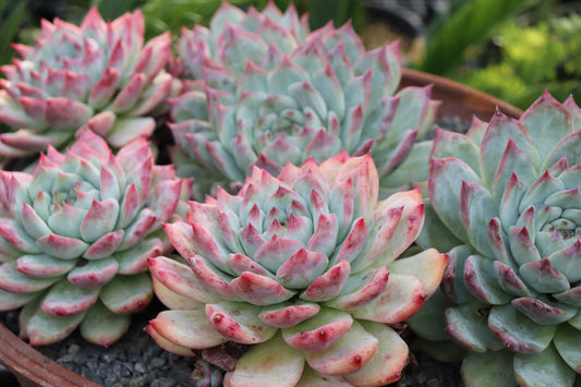 Echeveria Pink Bride 3