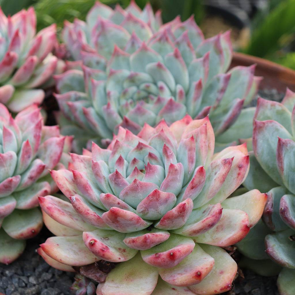 Echeveria Pink Bride Image