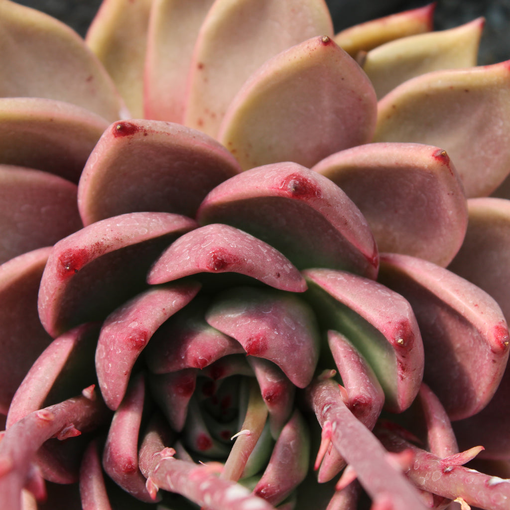 Echeveria Romeo Image