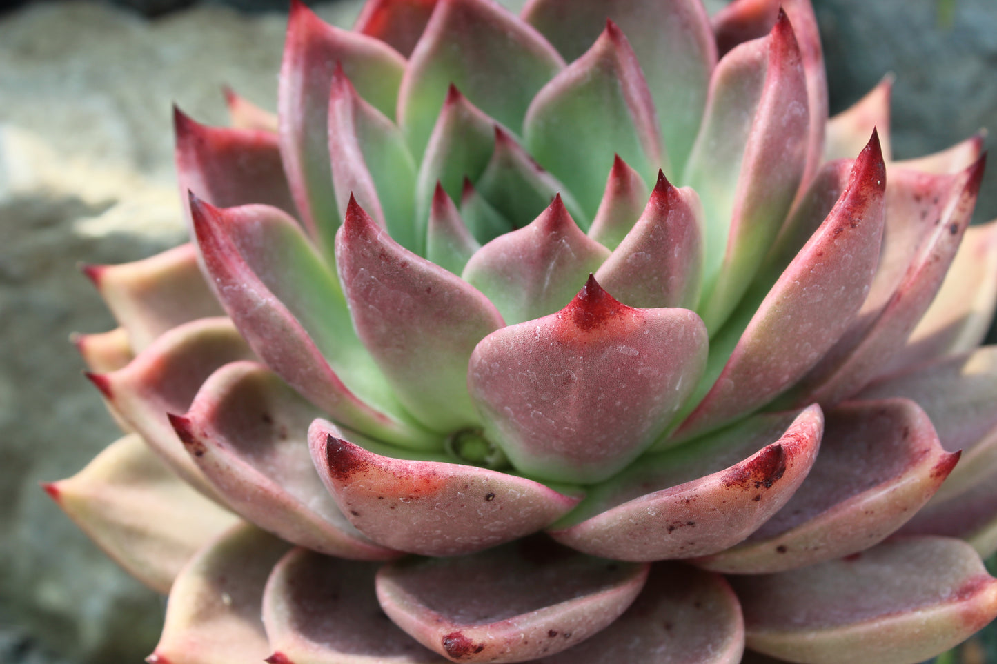 Echeveria Romeo 2