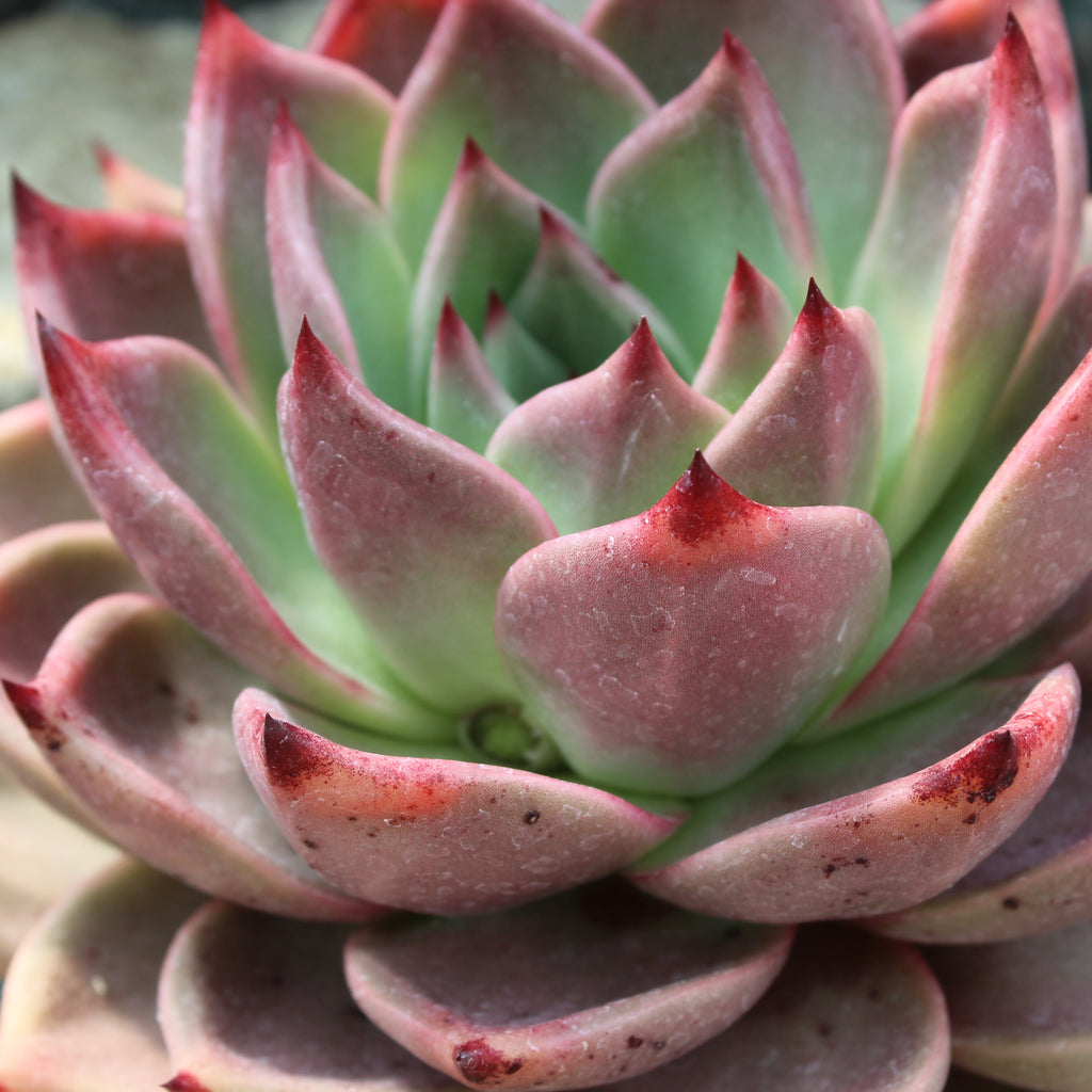 Echeveria Romeo Image
