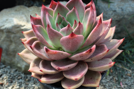 Echeveria Romeo 3