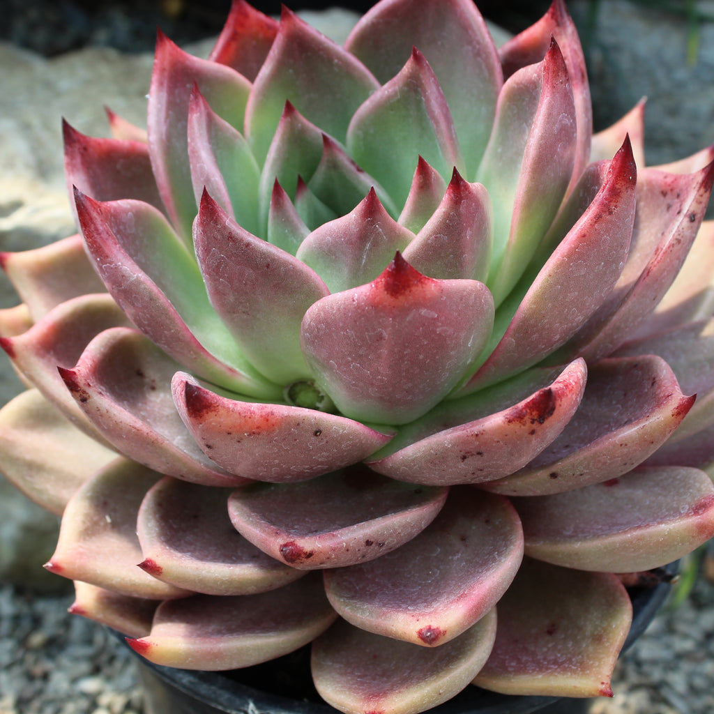 Echeveria Romeo Image