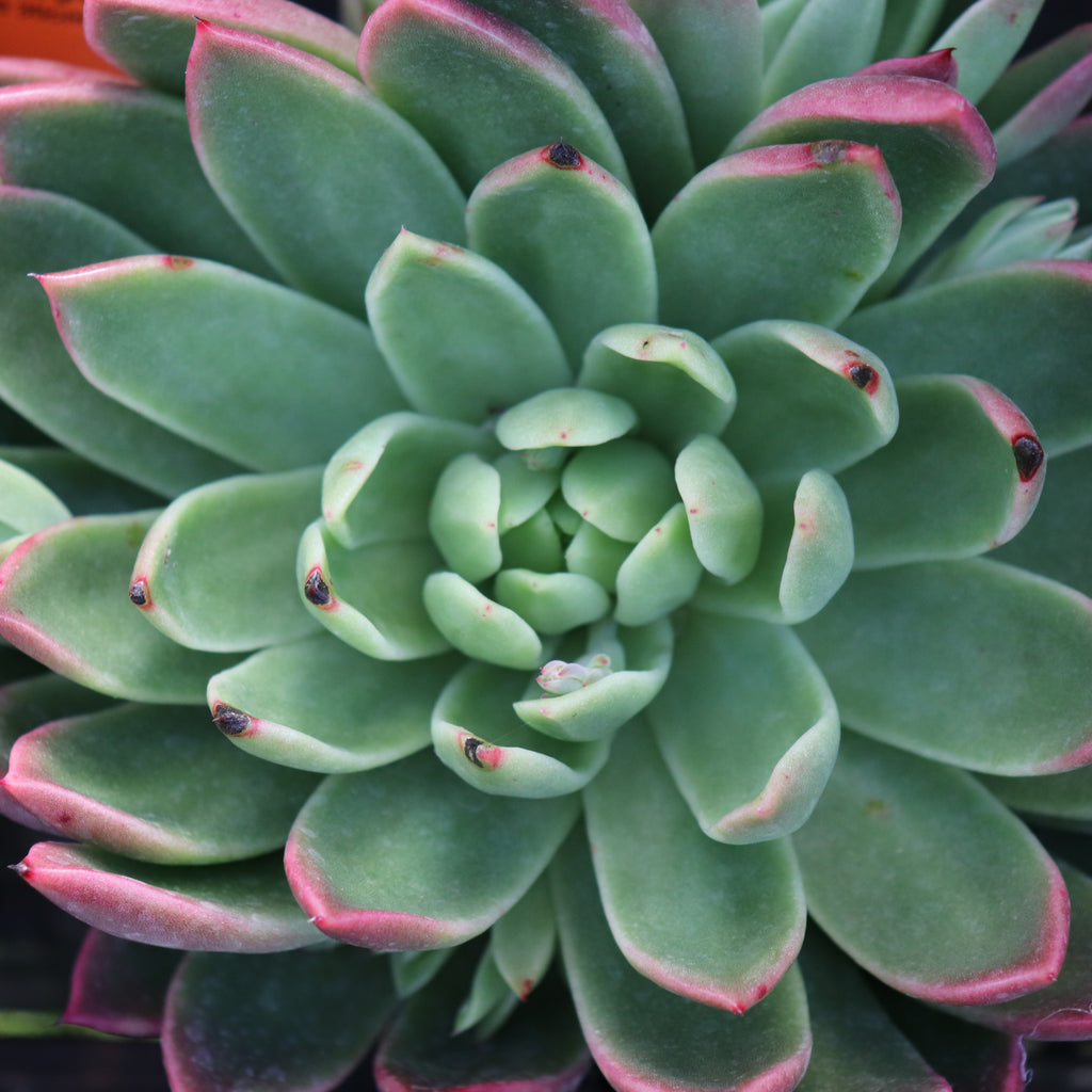 Echeveria Water Lily Image