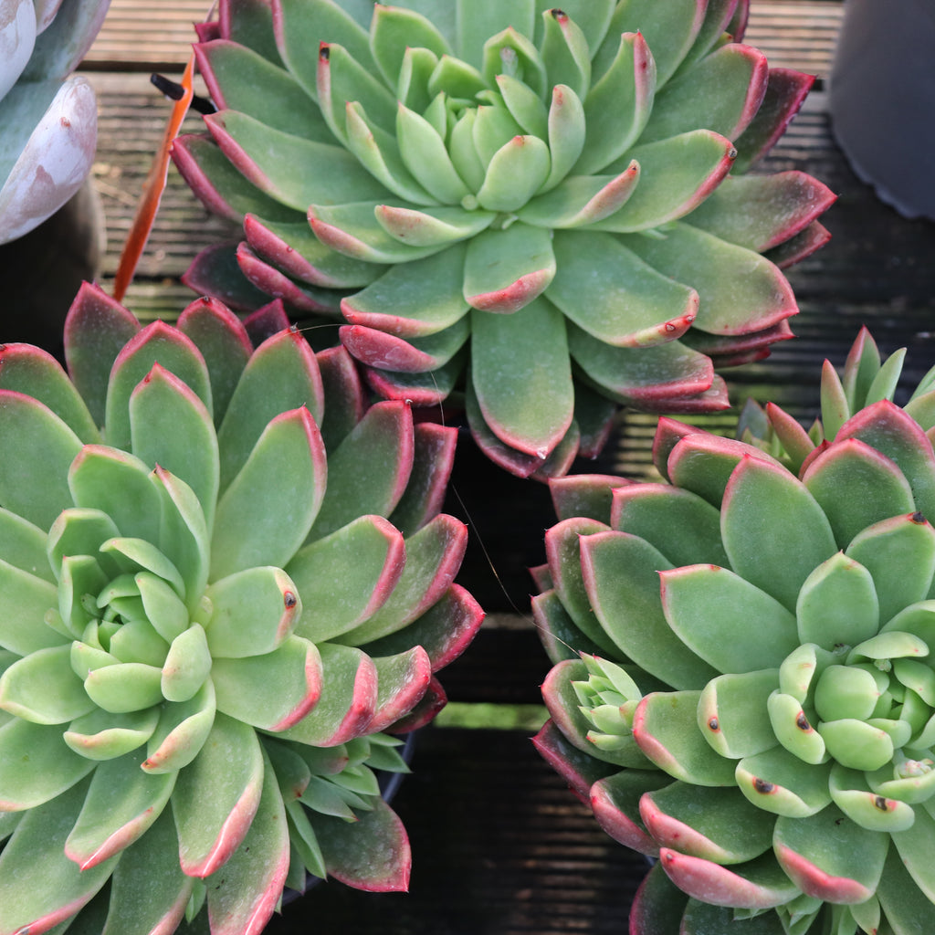 Echeveria Water Lily Image