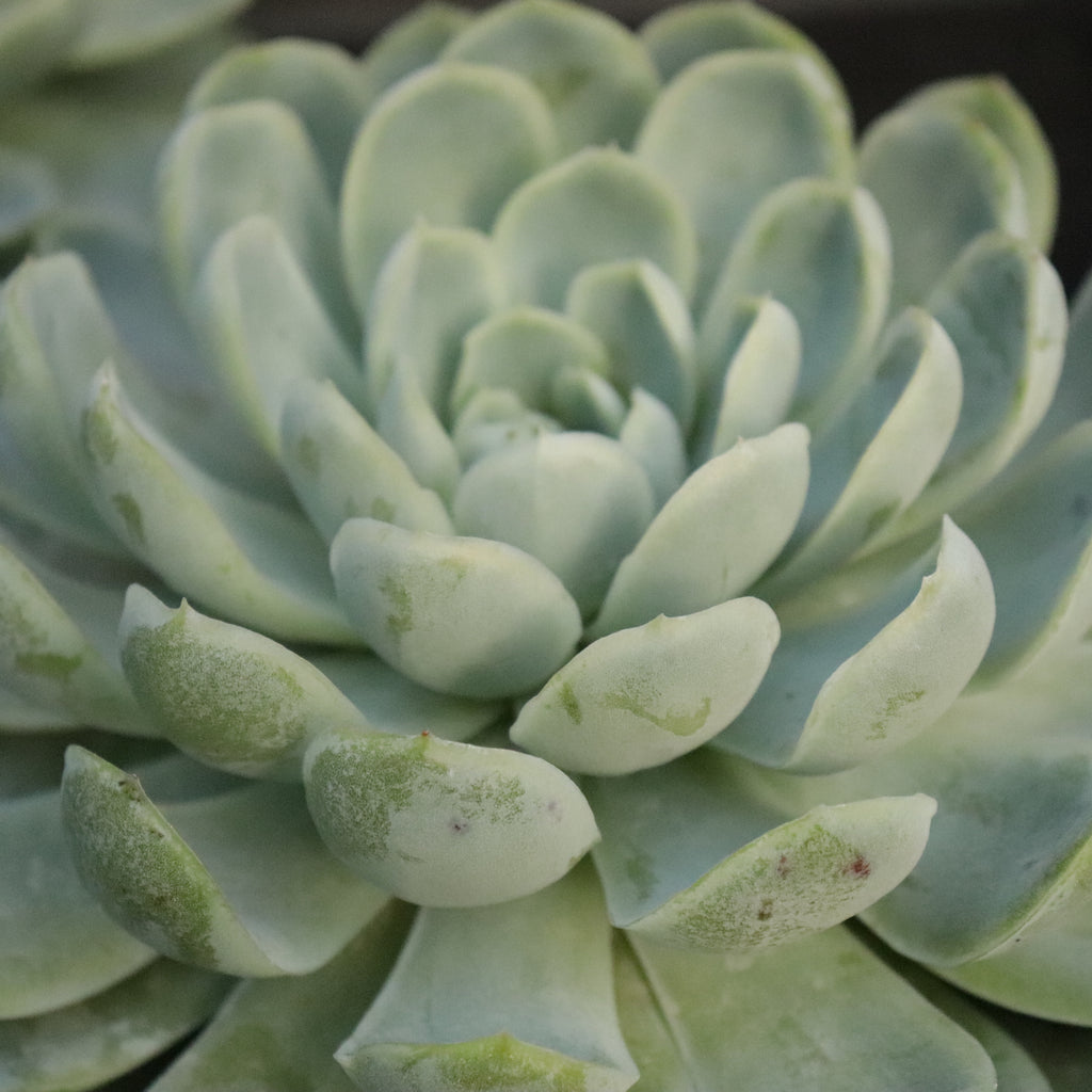 Echeveria elegans Image
