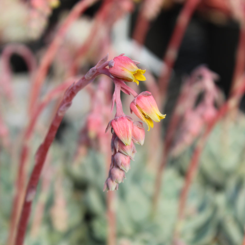 Echeveria elegans Image