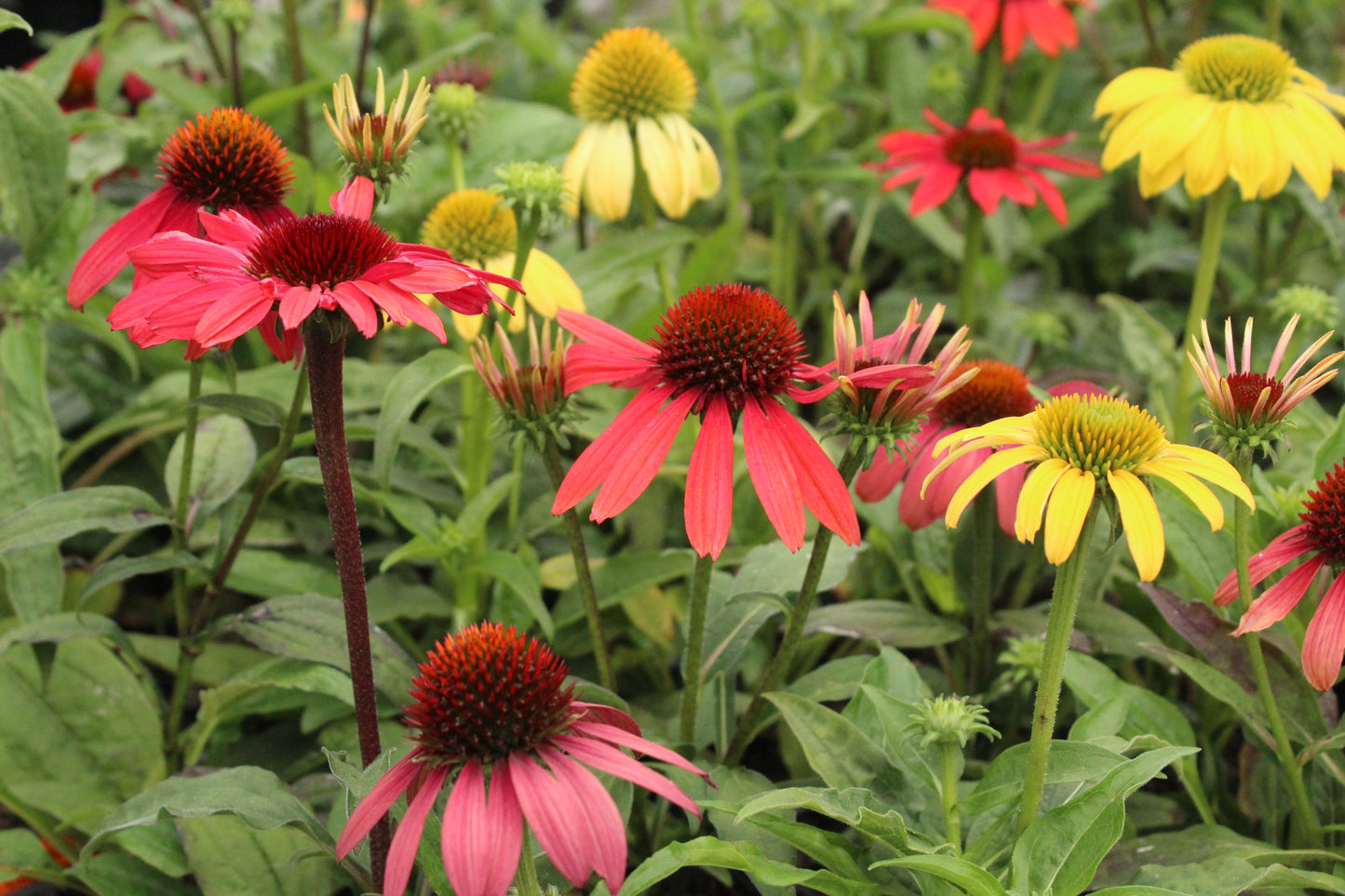 Echinacea Cheyenne Spirit