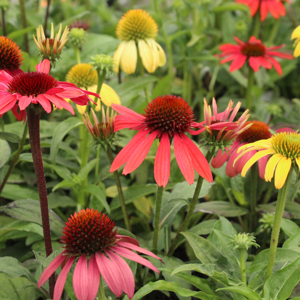Echinacea Cheyenne Spirit Image