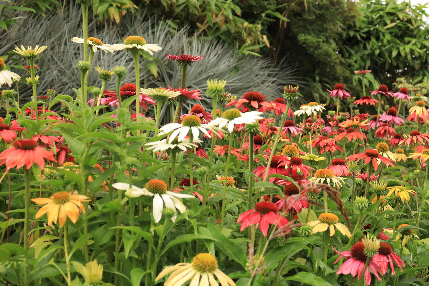 Echinacea Cheyenne Spirit 2