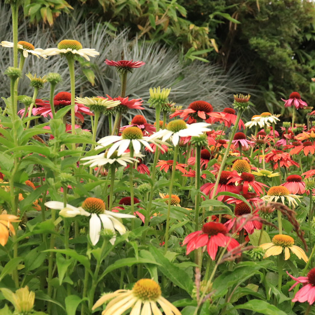 Echinacea Cheyenne Spirit Image