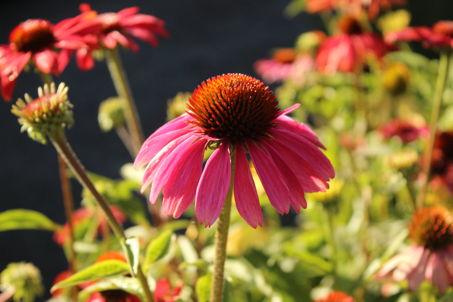 Echinacea Cheyenne Spirit 3
