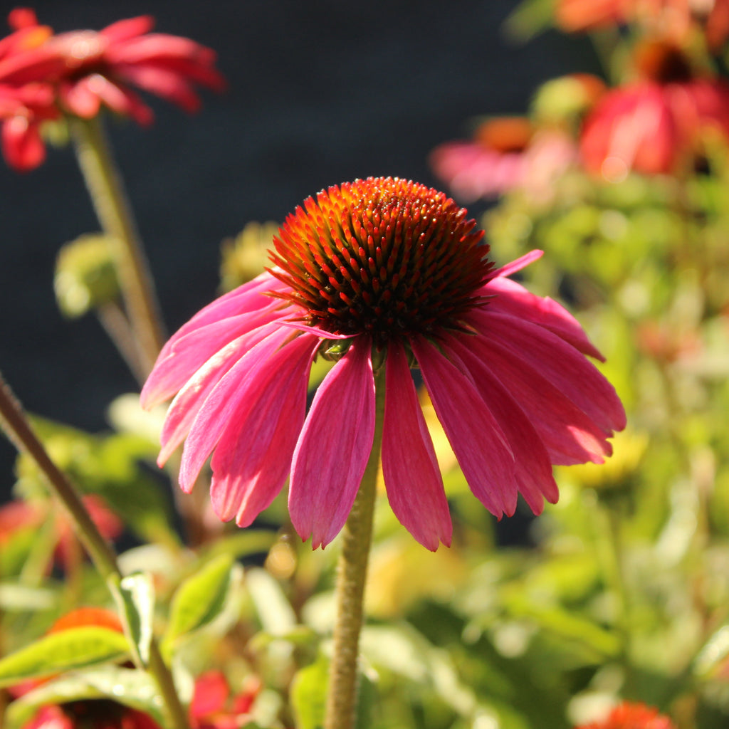 Echinacea Cheyenne Spirit Image