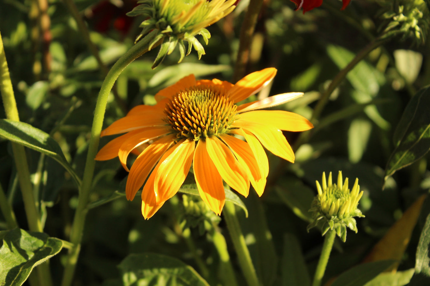 Echinacea Cheyenne Spirit 4