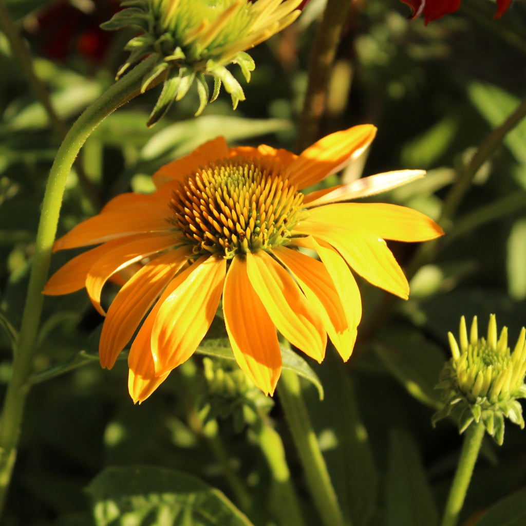 Echinacea Cheyenne Spirit Image