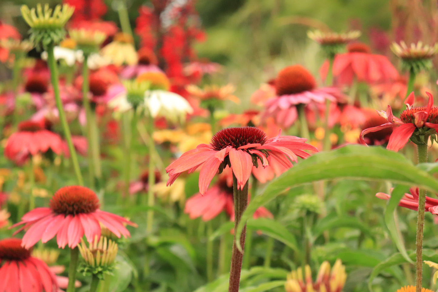 Echinacea Cheyenne Spirit 6