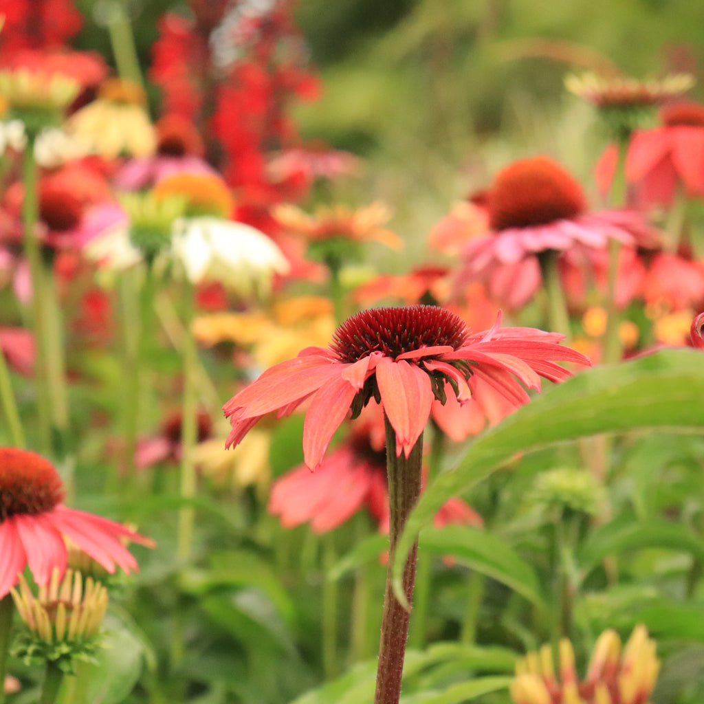 Echinacea Cheyenne Spirit Image