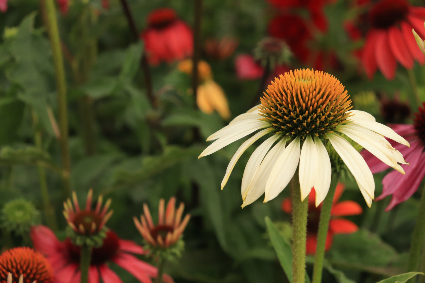 Echinacea Cheyenne Spirit 7