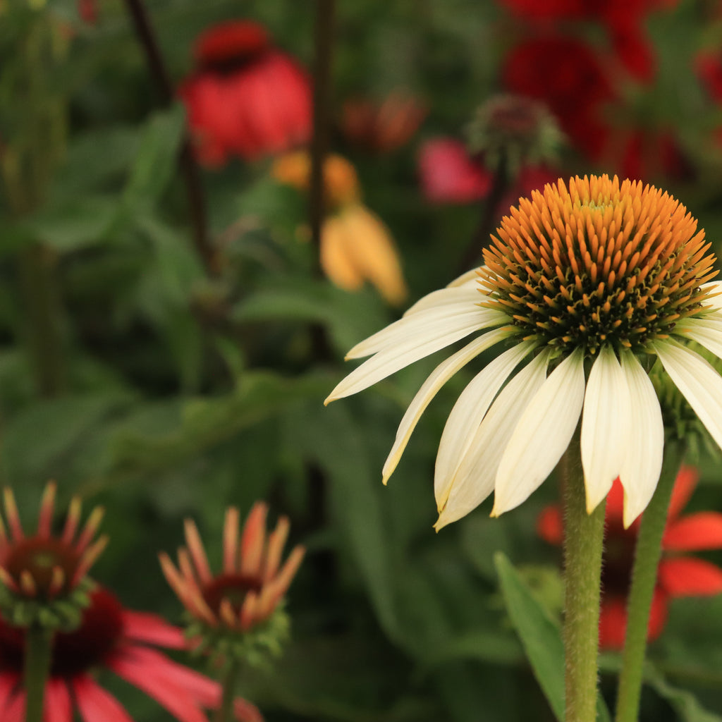 Echinacea Cheyenne Spirit Image