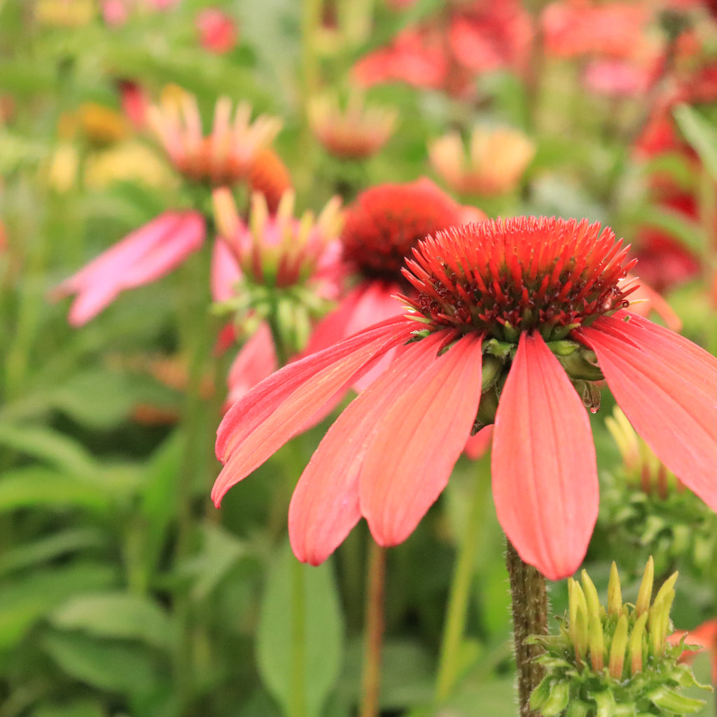 Echinacea Cheyenne Spirit Image