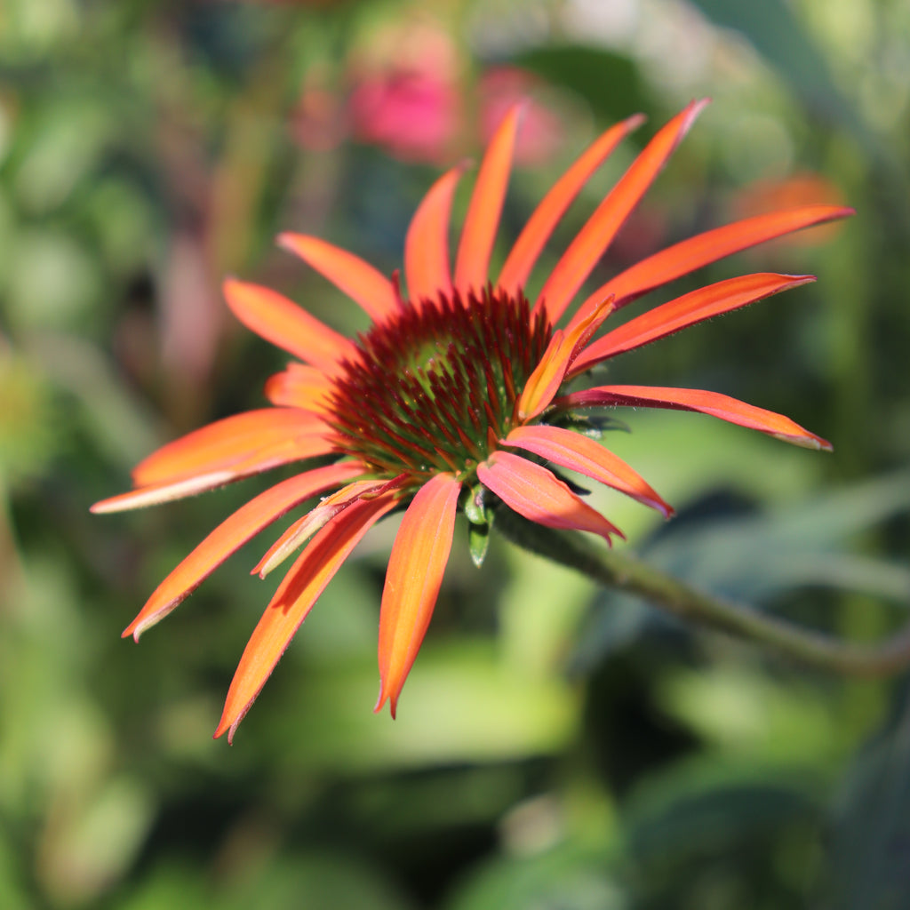 Echinacea Cheyenne Spirit Image